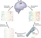 Idealized bidirectional brain–computer interface for closed-loop prosthetic ...